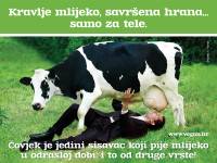 Cow's milk perfect food just for a calf [ 561.36 Kb ]