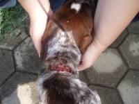 Spavao je na otvorenom vezan za lanac. Imao je �ivu ranu oko vrata �iroku 8 cm, hr�ava �ica urasla mu je u vrat, pa su je morali vaditi kirur�ki. Bio je kost i ko�a, vidjela su mu se rebra, rahiti�an zbog pothranjenosti, zbog �ega je ostao mali rastom. [ 42.88 Kb ]