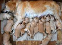 Dog pregnancy [ 42.28 Kb ]