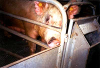 Pig in a crate [ 27.47 Kb ]