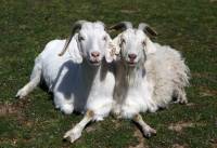 Image source: Farm Sanctuary / Facebook [ 202.35 Kb ]