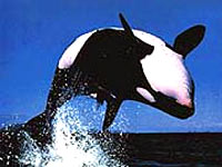 Orca whale [ 16.24 Kb ]