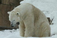 Polarni medvjed u zoolo�kom vrtu - Wanda Embar