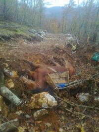 Abused horses - Velebit, Gracac 1 [ 234.56 Kb ]