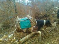 Abused horses - Velebit, Gracac 2 [ 59.19 Kb ]