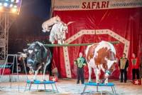 Circus Safari 4 [ 47.33 Kb ]