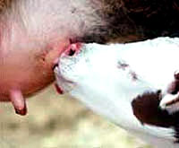 Tele si�e [ 12.62 Kb ]