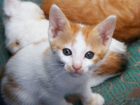 Ma�ka