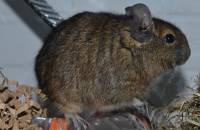 Degu - AAP Degu - AAP