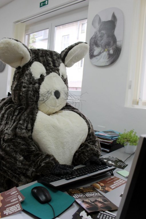 New independent political candidate - Chinchi!