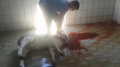 zatuceno tele s viralnog snimka [ 80.08 Kb ]