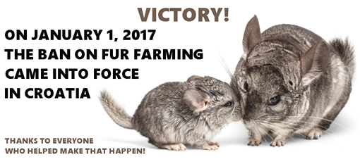 Victory for chincillas! Victory for chincillas!
