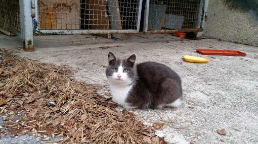 abandoned cat [ 1.46 Mb ]