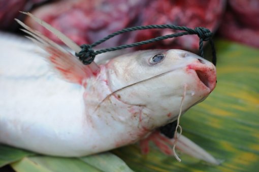 World Day for Farmed Animals, foto: Jo-Anne McArthur for We Animals [ 74.07 Kb ]