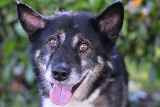 Pas iz skloni�ta Dumovca [ 288.99 Kb ]