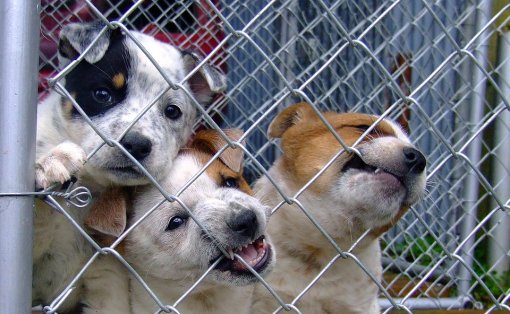 Abandoned dogs [ 235.91 Kb ]