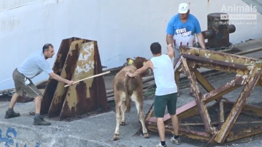 Postupanje sa zivotinjama iz EU u hrvatskoj luci Rasa [ 94.14 Kb ]