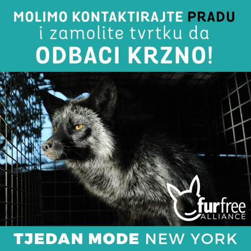 Burberry odbacuje krzno [ 373.27 Kb ]