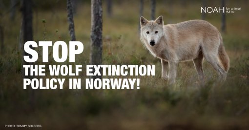 Lets save Norvegian wolves [ 765.00 Kb ]