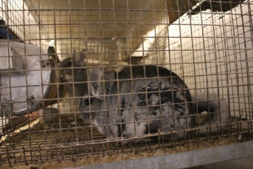 chinchilla [ 75.91 Kb ]