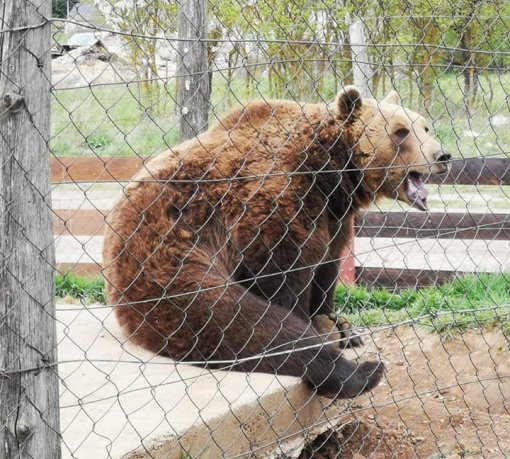 bear