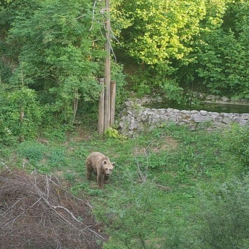Bruno u Kuterevu-srpanj 2019_foto_FOUR PAWS-1 [ 216.05 Kb ]