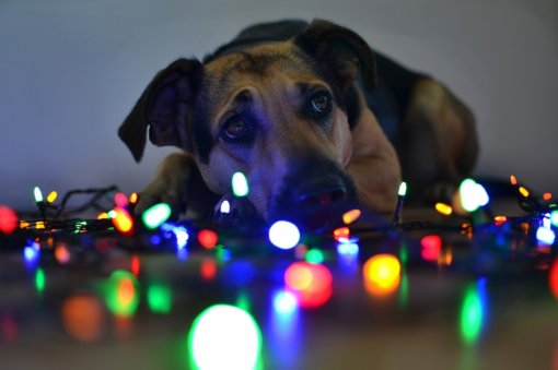 dog with Christmas lights [ 318.28 Kb ]