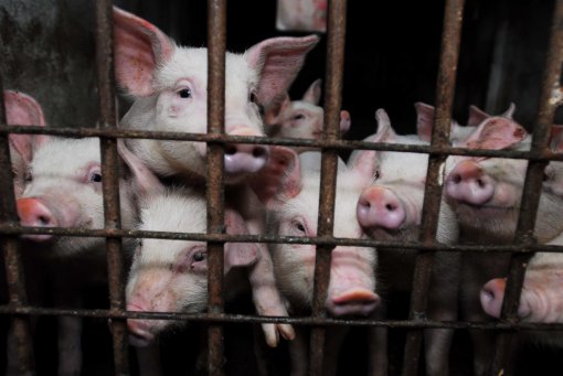 pigs [ 545.79 Kb ]
