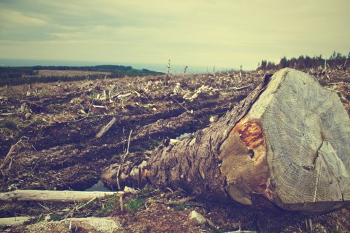 deforestacija [ 643.64 Kb ]