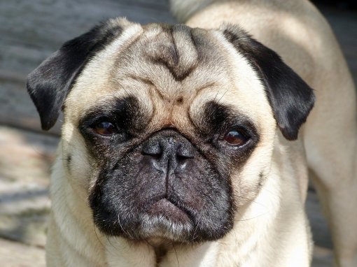 mops [ 931.97 Kb ]