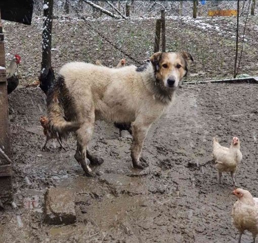 Foto: Helping Animals 2 [ 222.60 Kb ]