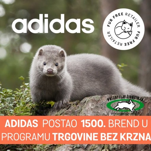 adidas fur free [ 333.48 Kb ]