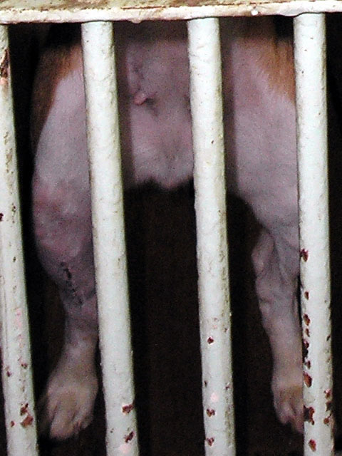Beagle na Veterinarskom fakultetu 1