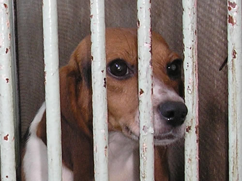 Beagle na Veterinarskom fakultetu 2