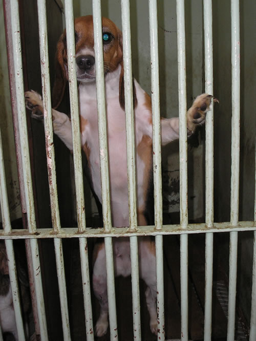 Beagle na Veterinarskom fakultetu 5