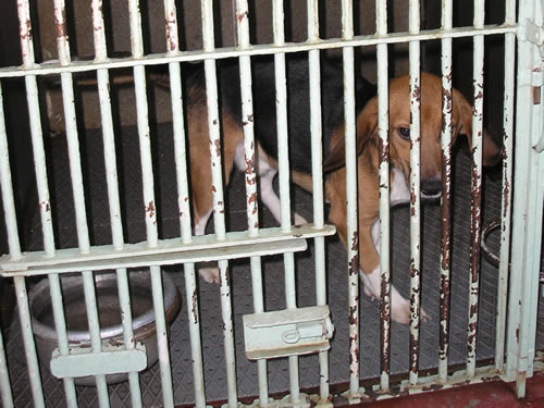 Beagle na Veterinarskom fakultetu 6