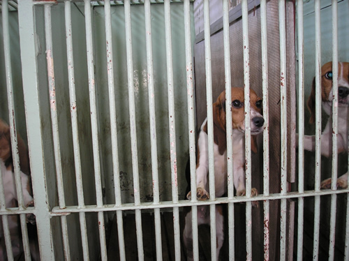Beagle na Veterinarskom fakultetu 7
