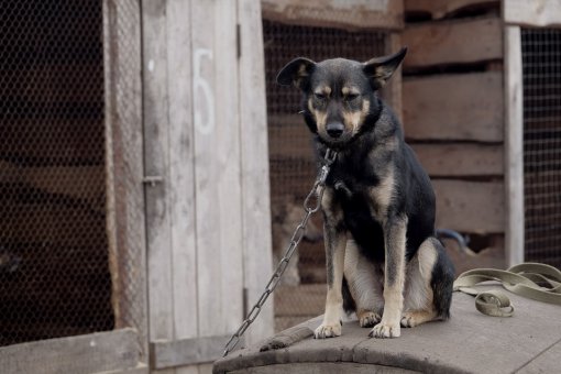 chained dog [ 140.46 Kb ]