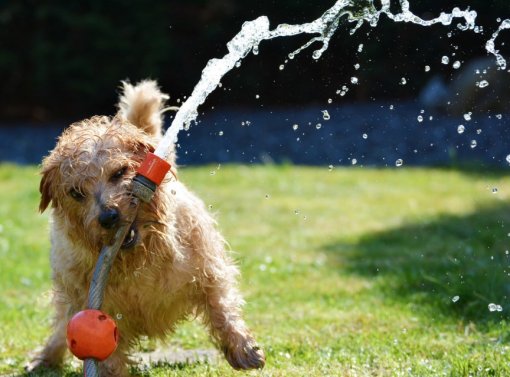 dog pixabay [ 132.34 Kb ]