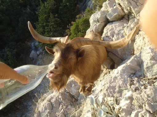 Slaughter of the goats in Metajna [ 454.79 Kb ]