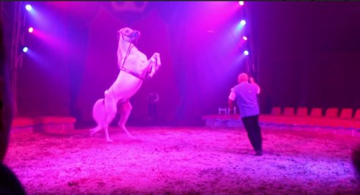 Cirkus Berlin [ 79.54 Kb ]