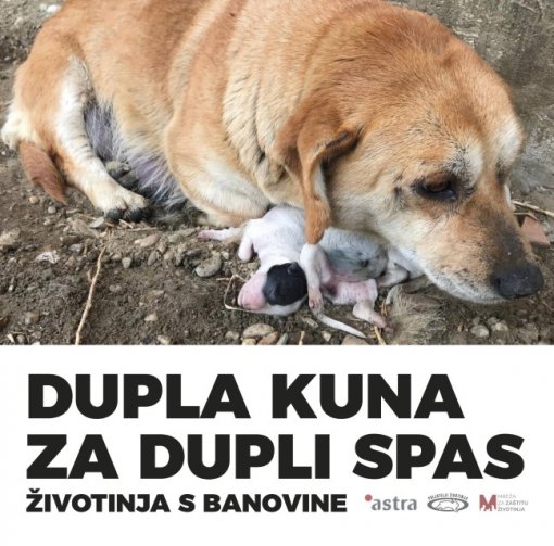 dupla kuna [ 129.17 Kb ]