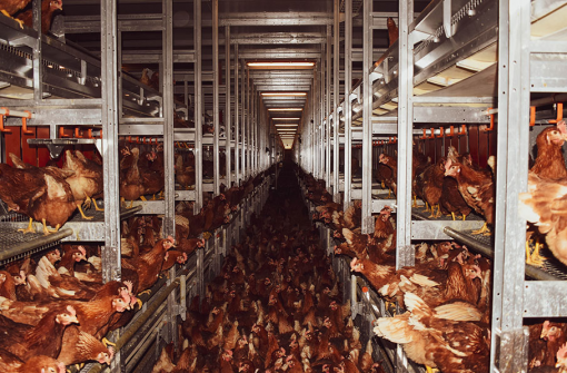 Farma Luka� [ 1.37 Mb ]