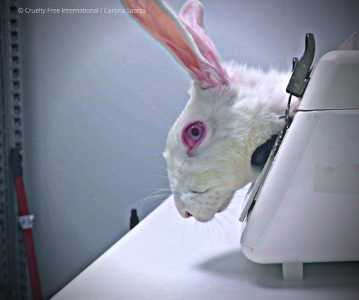 cruelty free international_carlota saorsa [ 1.01 Mb ]