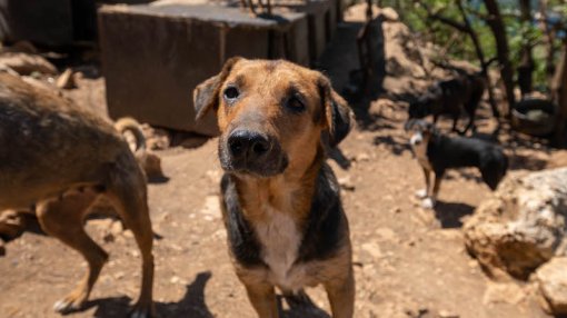 dog_Zarkovica Shelter [ 48.27 Kb ]