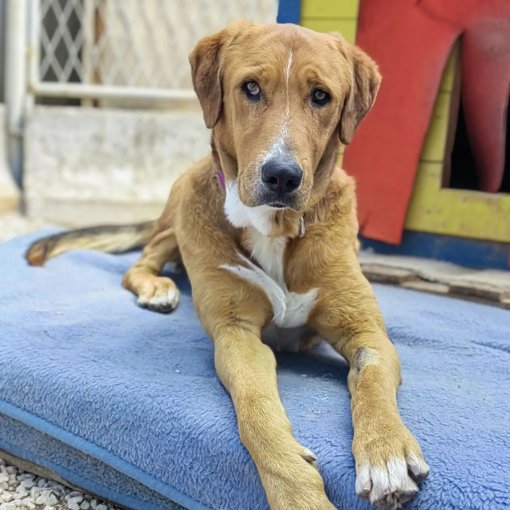 Adopt Zarkovica dogs [ 236.43 Kb ]
