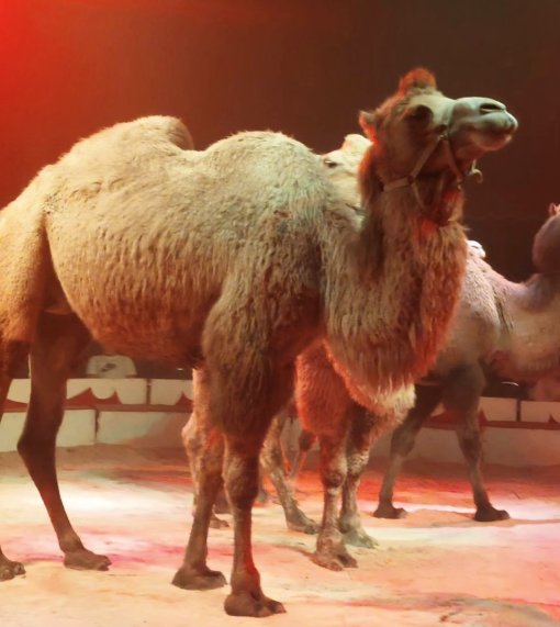 Circus Candy - camels - october 2023 [ 234.94 Kb ]