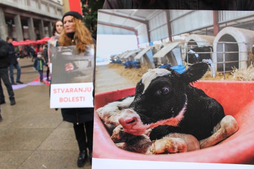 International Animal Rights Day 2023 [ 1.18 Mb ]