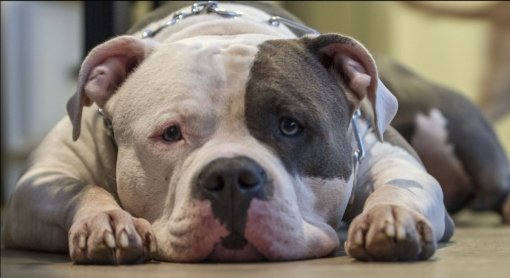 pitbul_pixabay [ 88.84 Kb ]