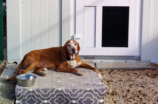 Dog in a shelter [ 248.98 Kb ]